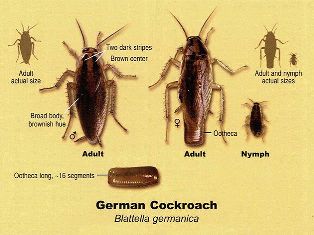 Cockroaches