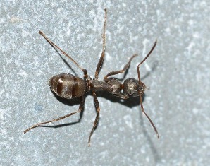 Ant