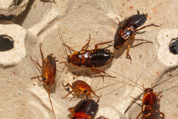 Brown Banded Cockroaches