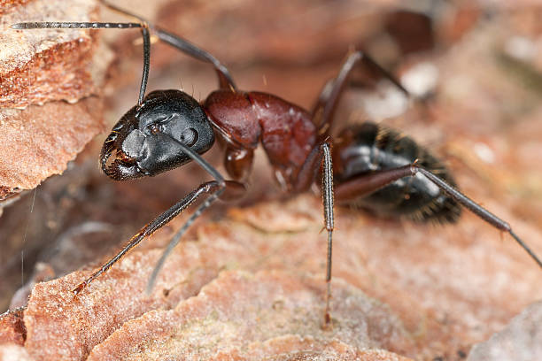 Carpenter Ants