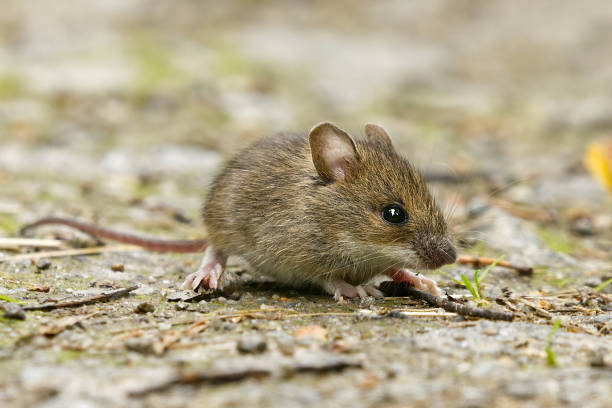 House Mouse