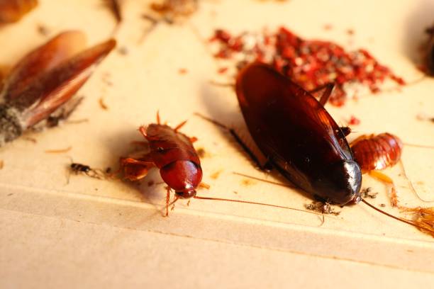 Oriental Cockroaches