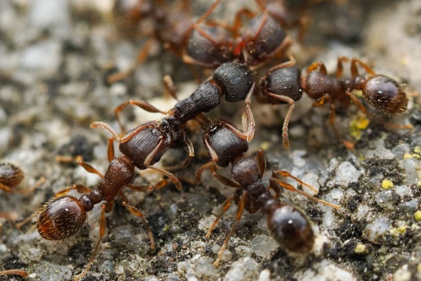 Pavement Ants