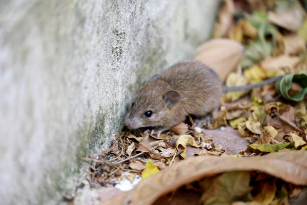 White Footed Mouse